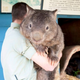 Illustration for article titled Australian Animals That Wont Kill You, Ranked